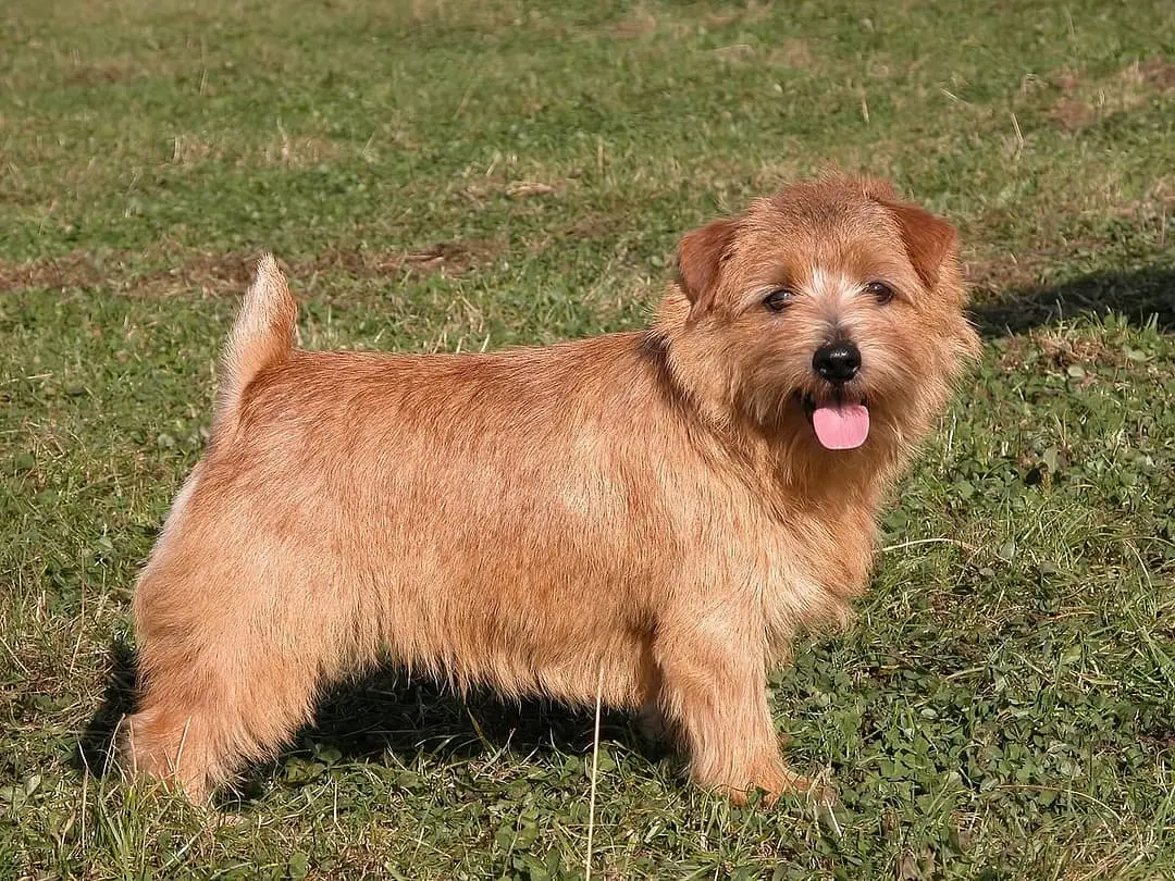 Norfolk Terrier playing