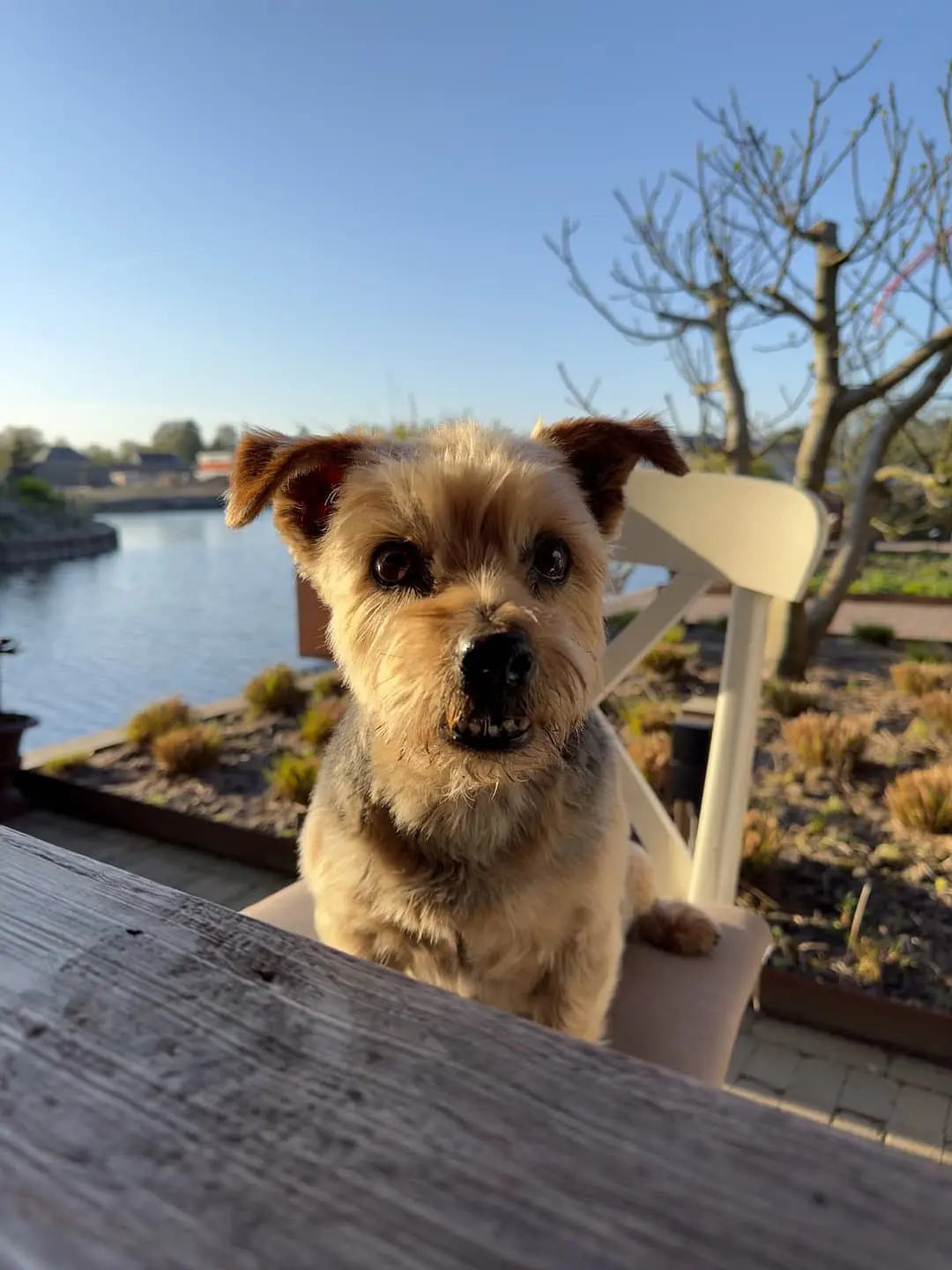 Norfolk Terrier with family