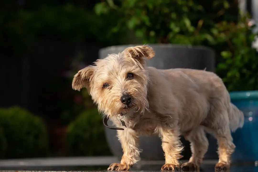 Norfolk Terrier