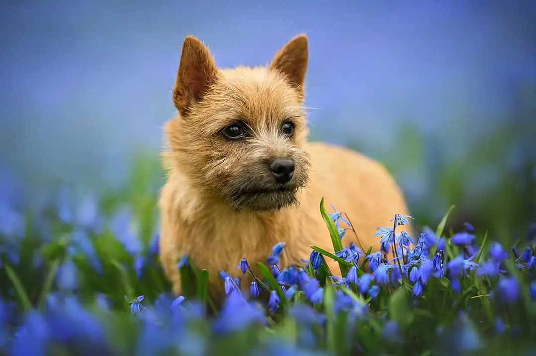 Norwich Terrier playing