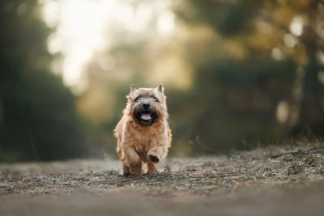 Norwich Terrier