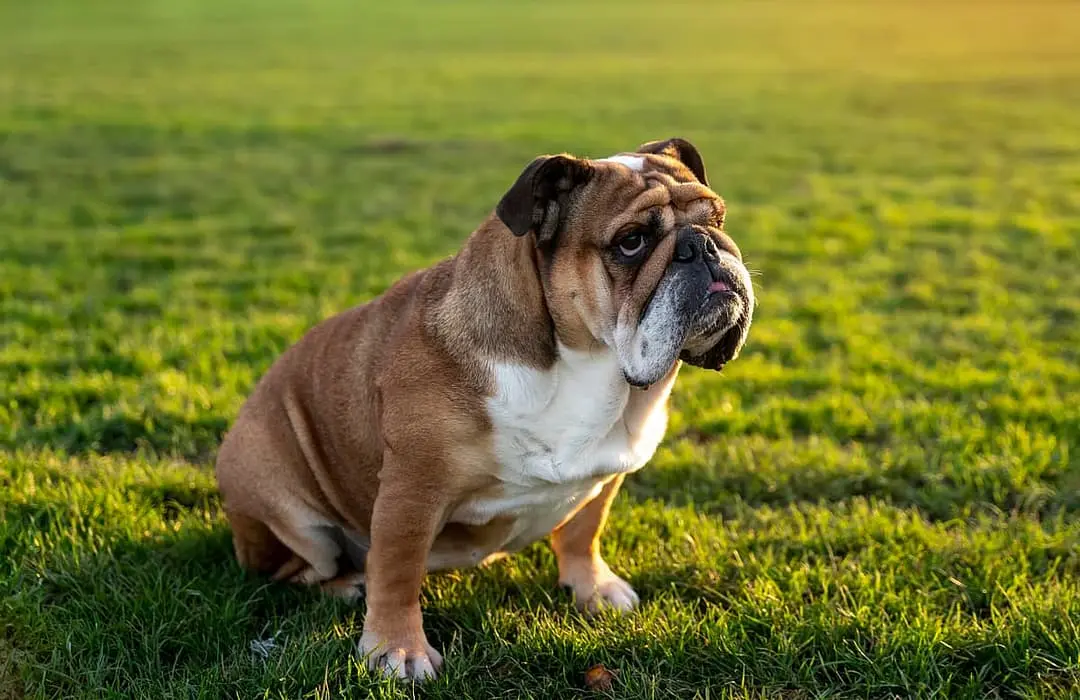 Old English Bulldog dog breed