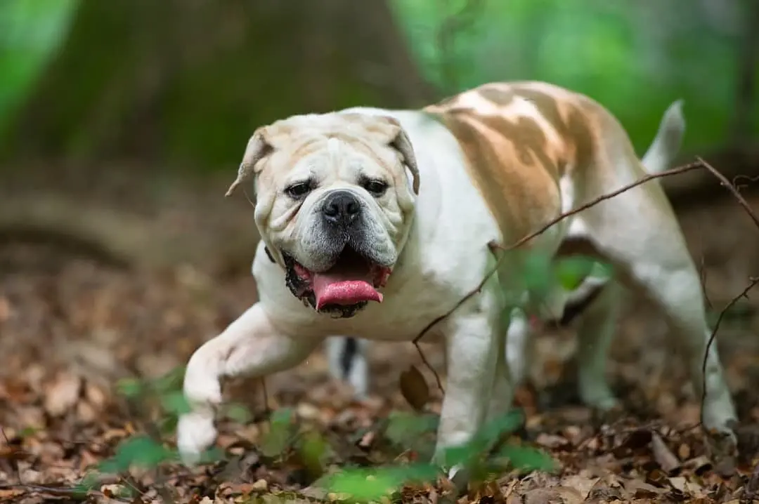 Old English Bulldog with family