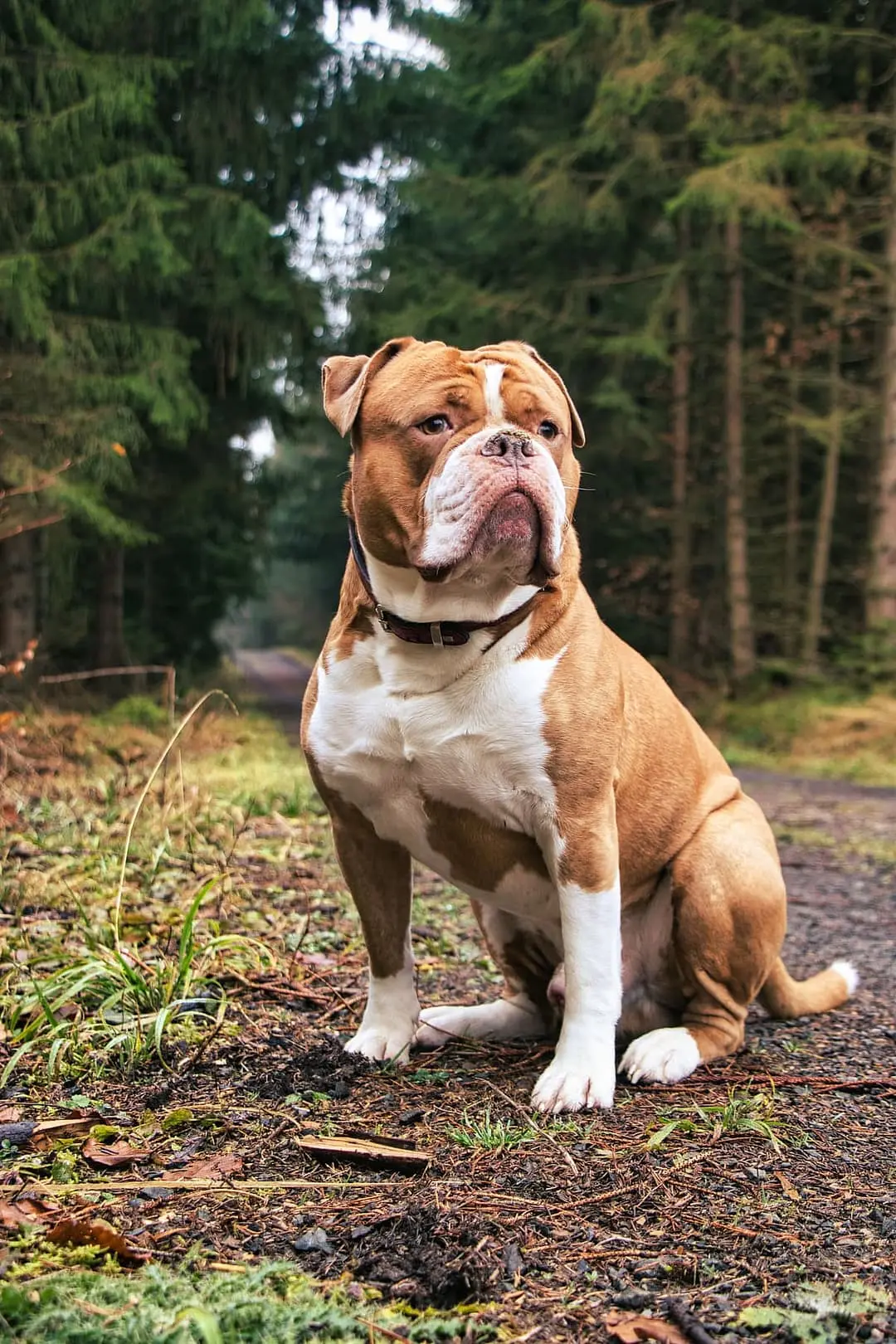 Old English Bulldog