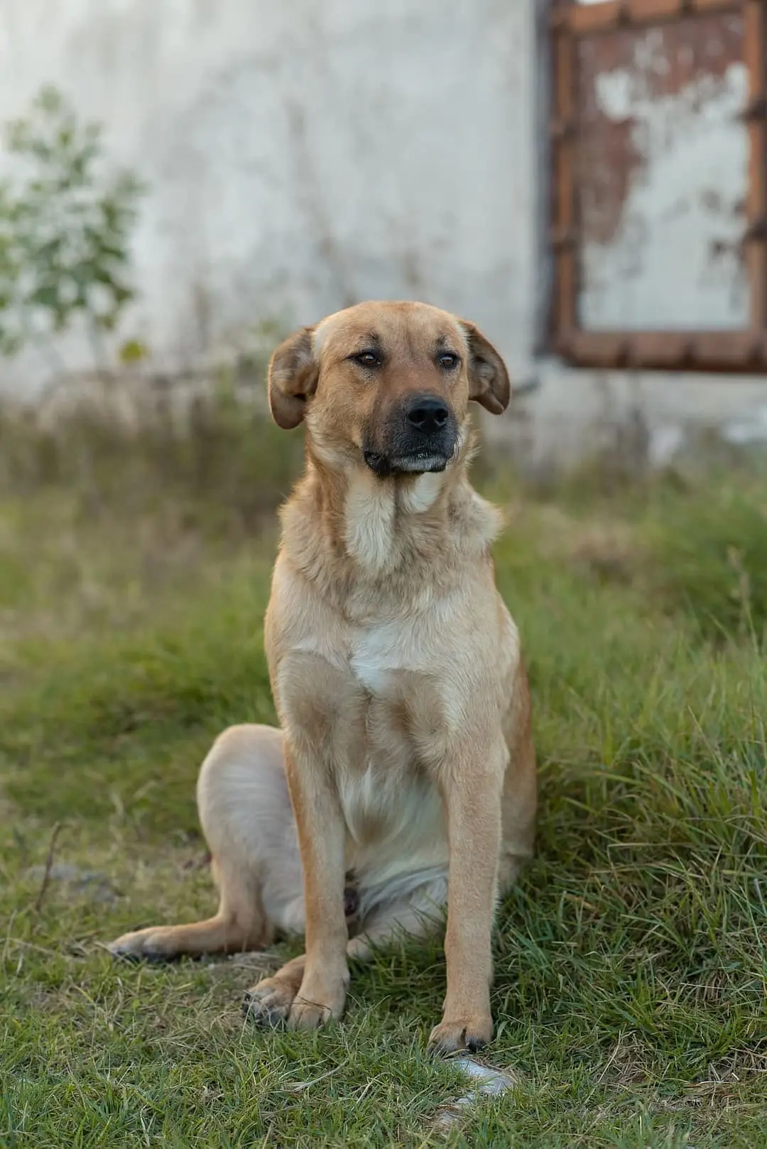 Oostenrijkse Kortharige Pinscher with family