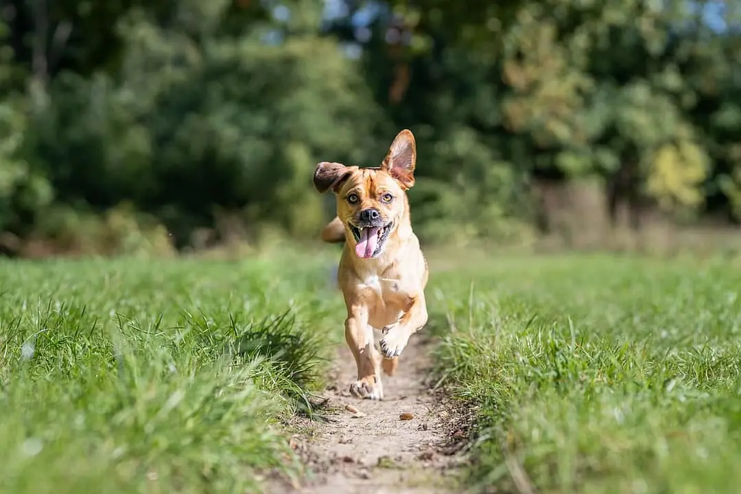 Oostenrijkse Kortharige Pinscher