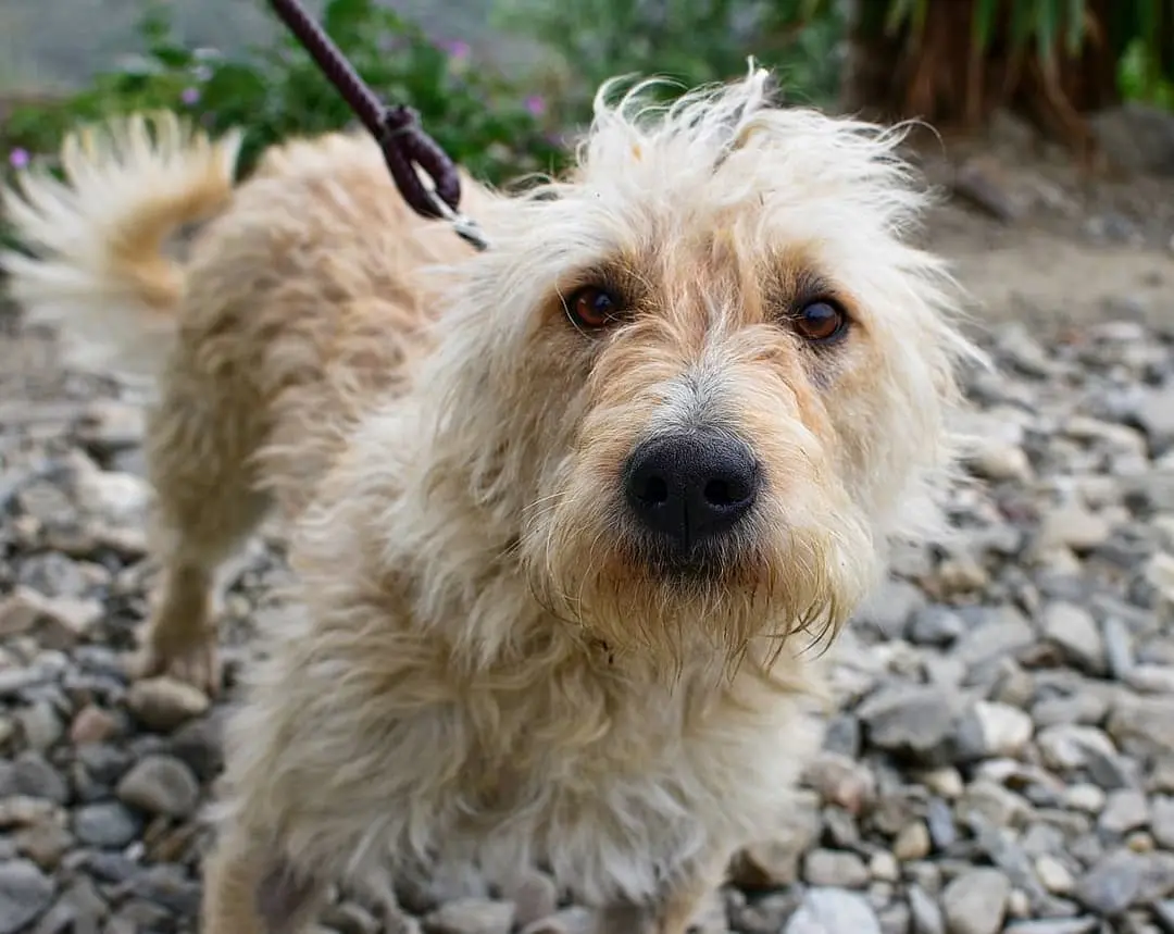 Otterhound dog breed