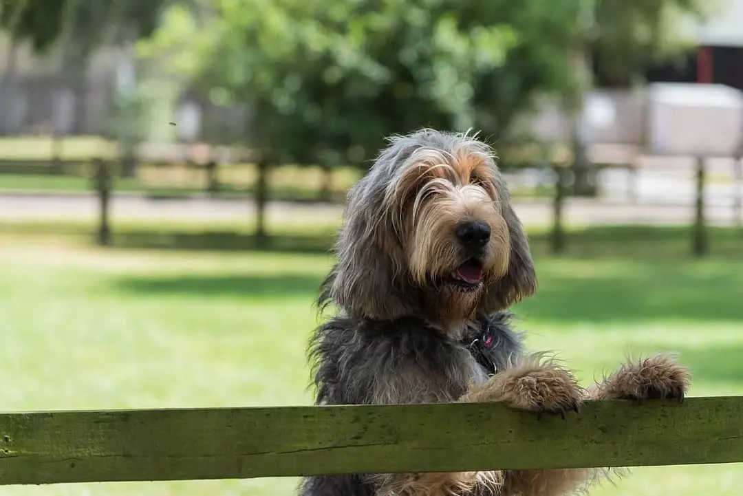 Otterhound playing