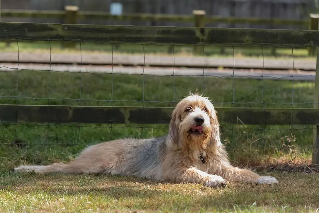 Otterhound with family