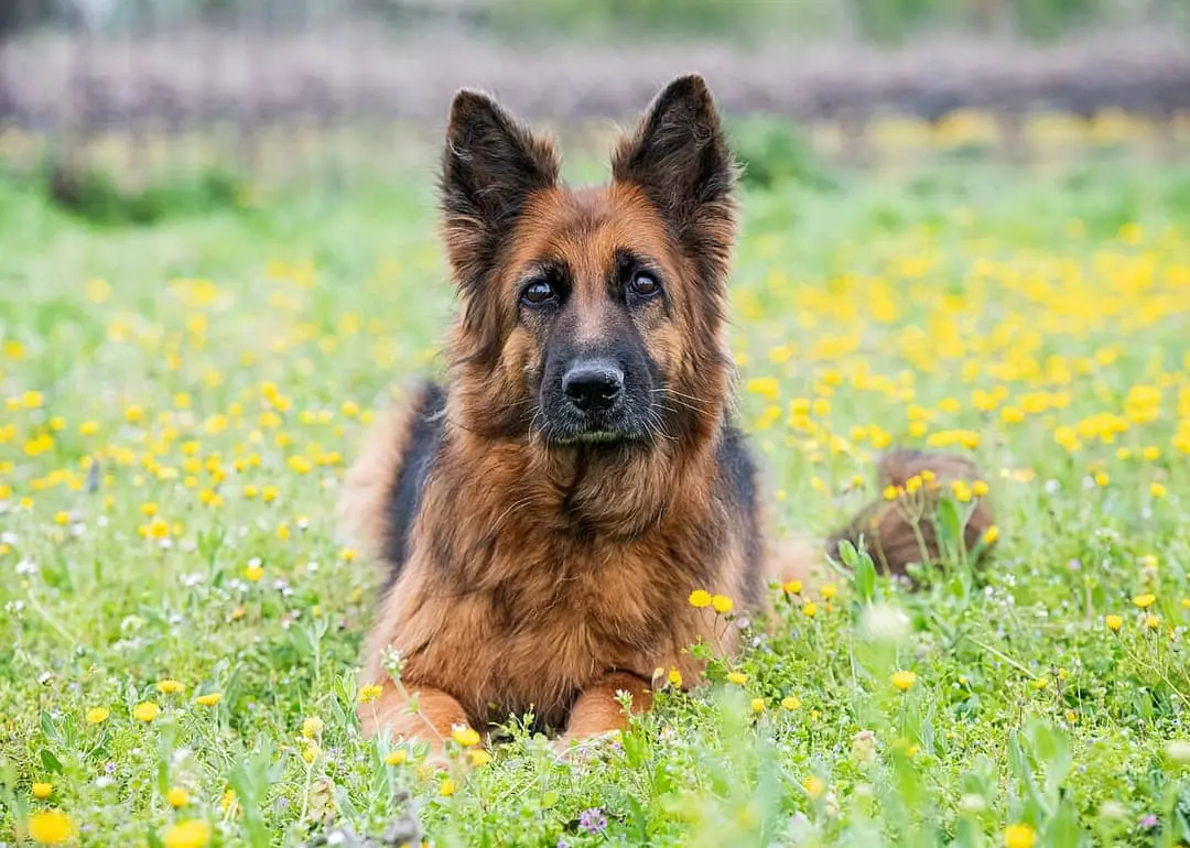 Oud Duitse Herdershond