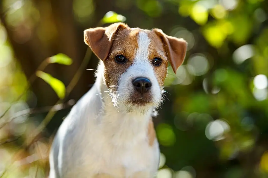 Parson Jack Russel Terrier dog breed