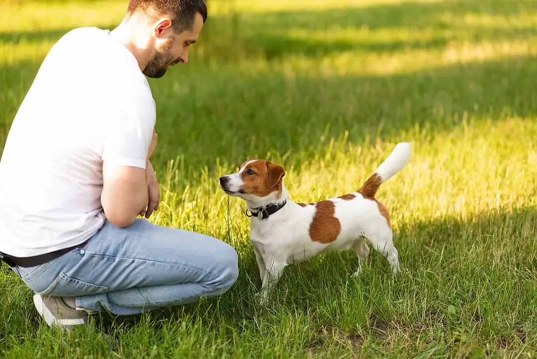 Parson Jack Russel Terrier playing