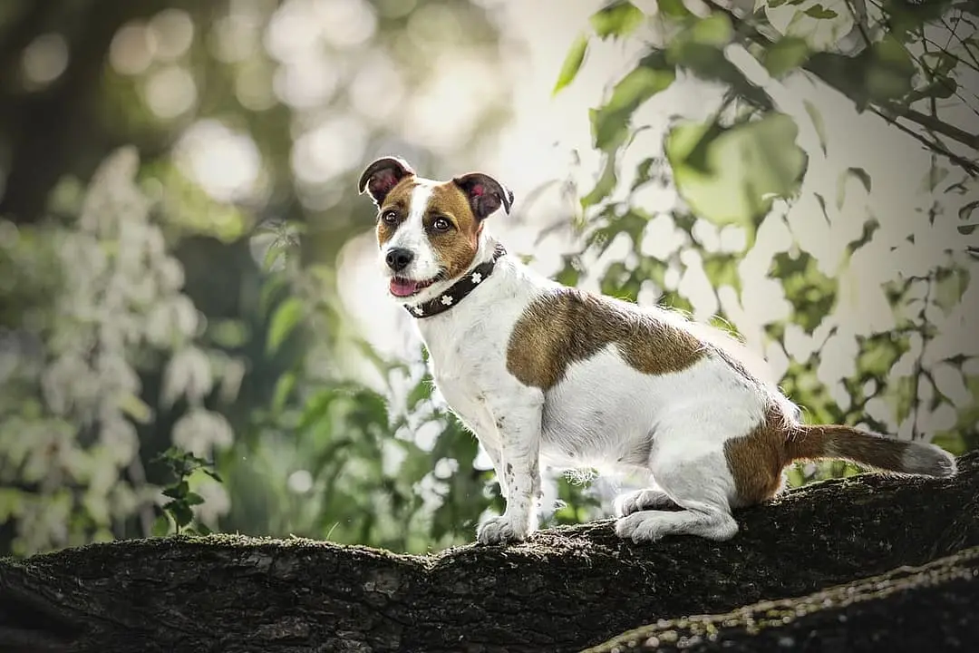 Parson Jack Russel Terrier