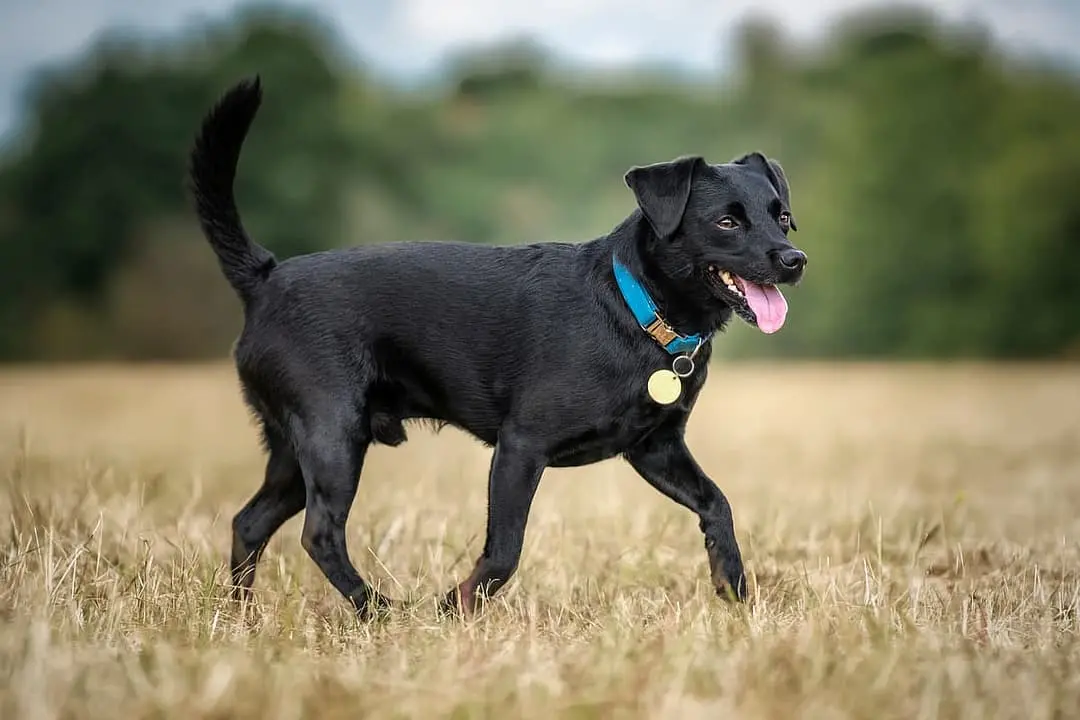 Patterdale Terrier dog breed