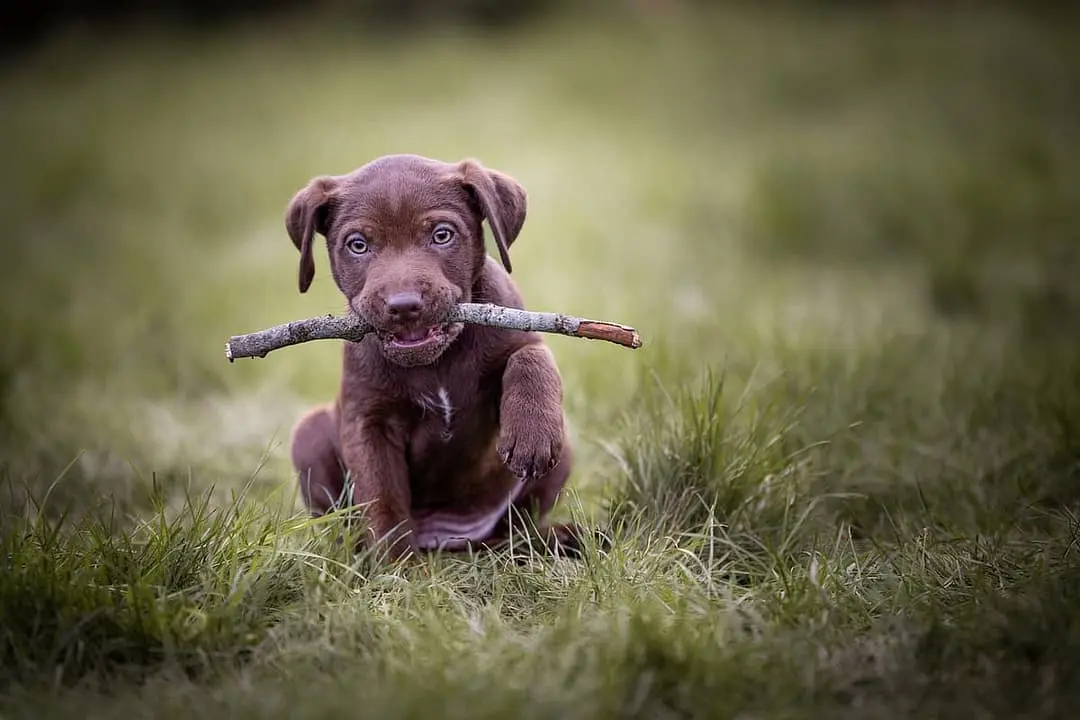 Patterdale Terrier playing