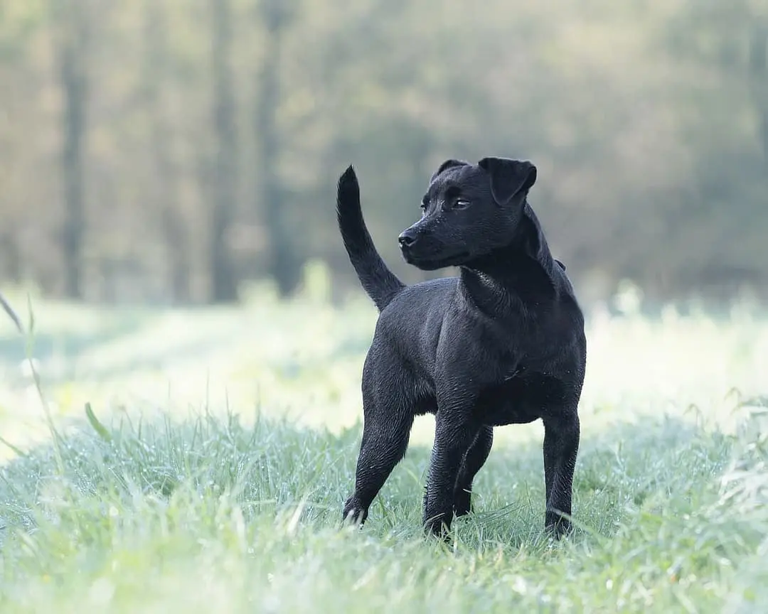 Patterdale Terrier with family