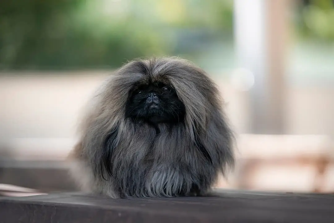 Pekingees