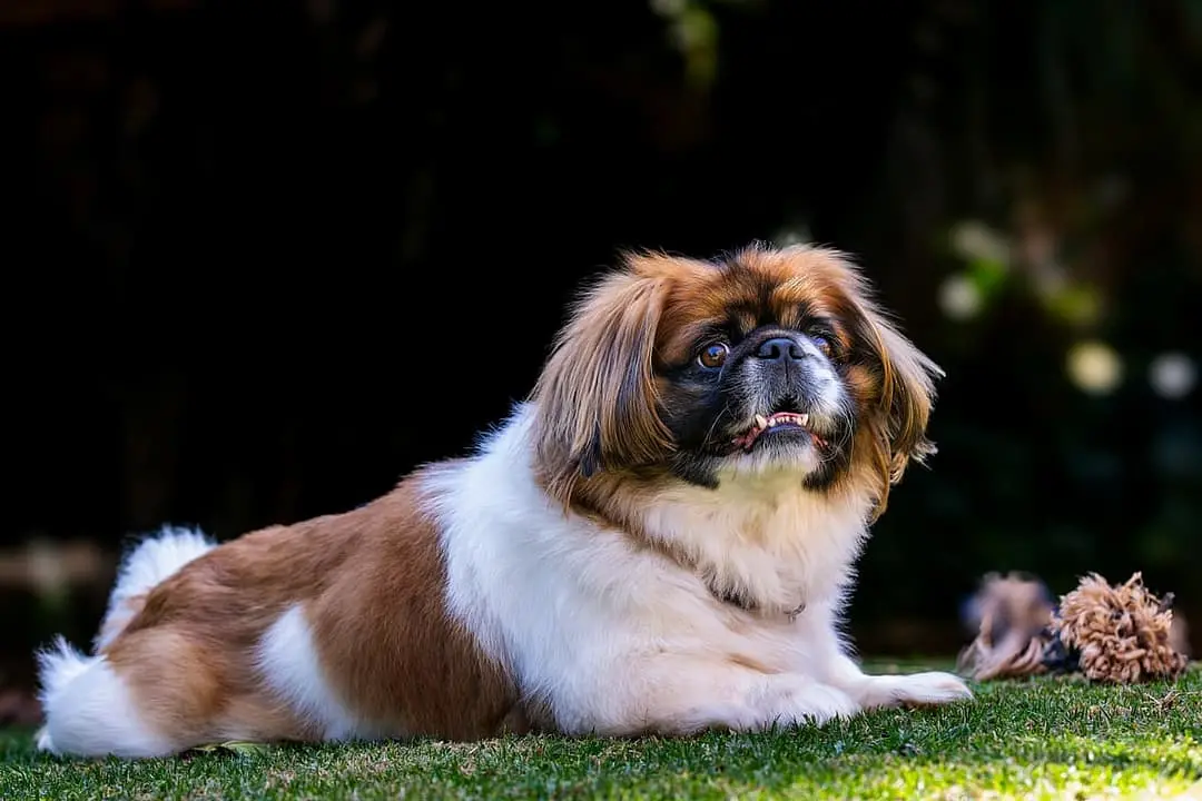 Pekingees with family
