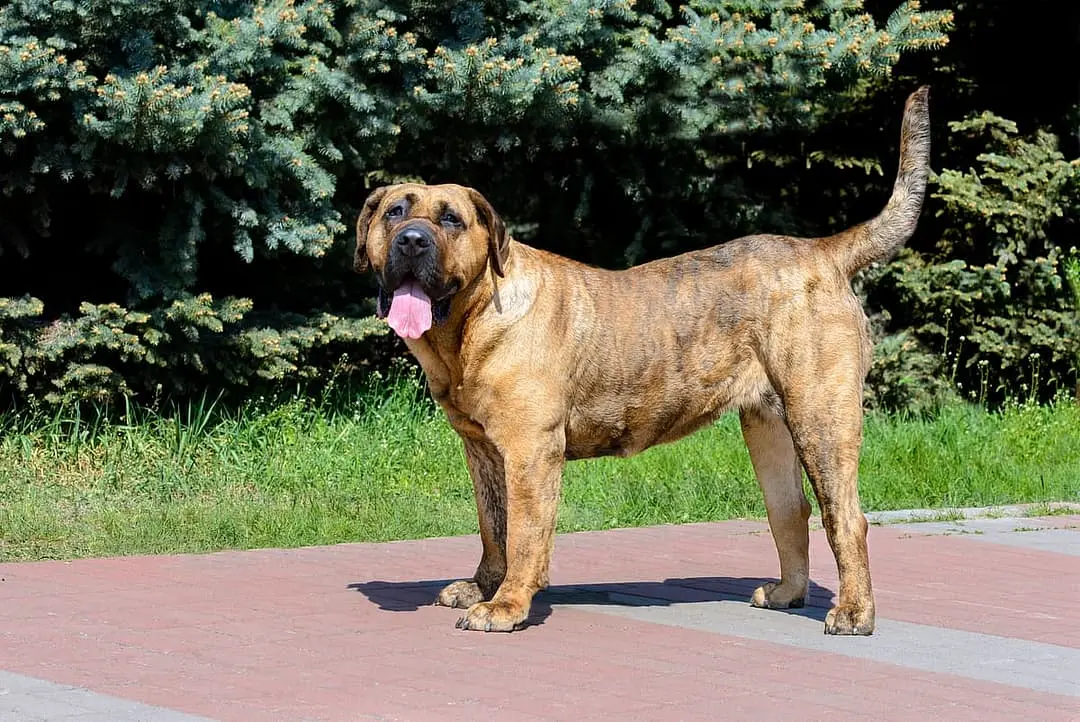 Perro de Presa Canario