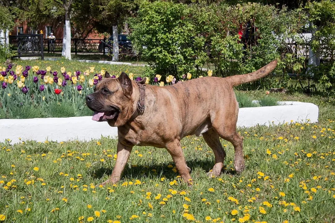 Perro de Presa Canario