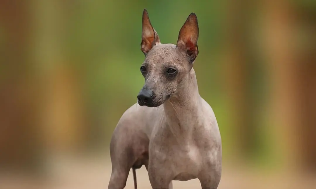 Peruaanse naakthond playing