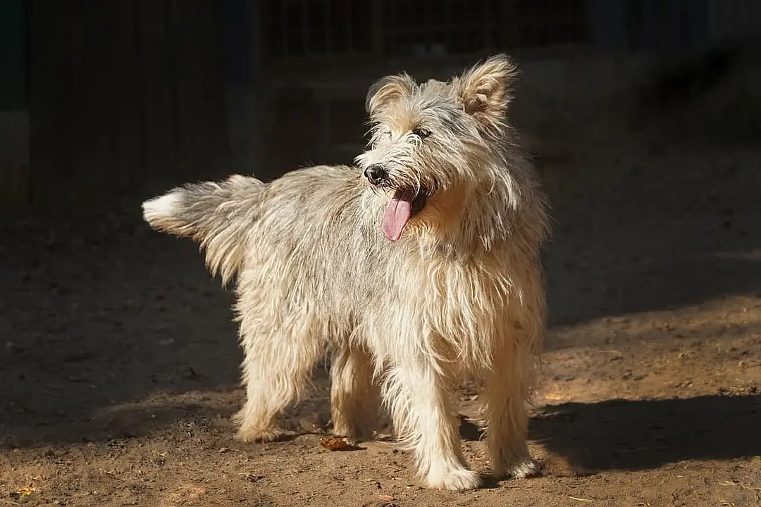 Picardische Herder dog breed