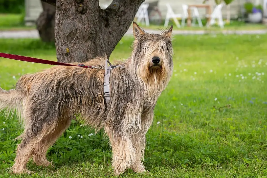 Picardische Herder with family