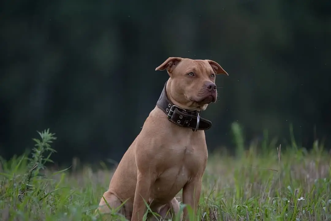 Pittbull Terrier playing