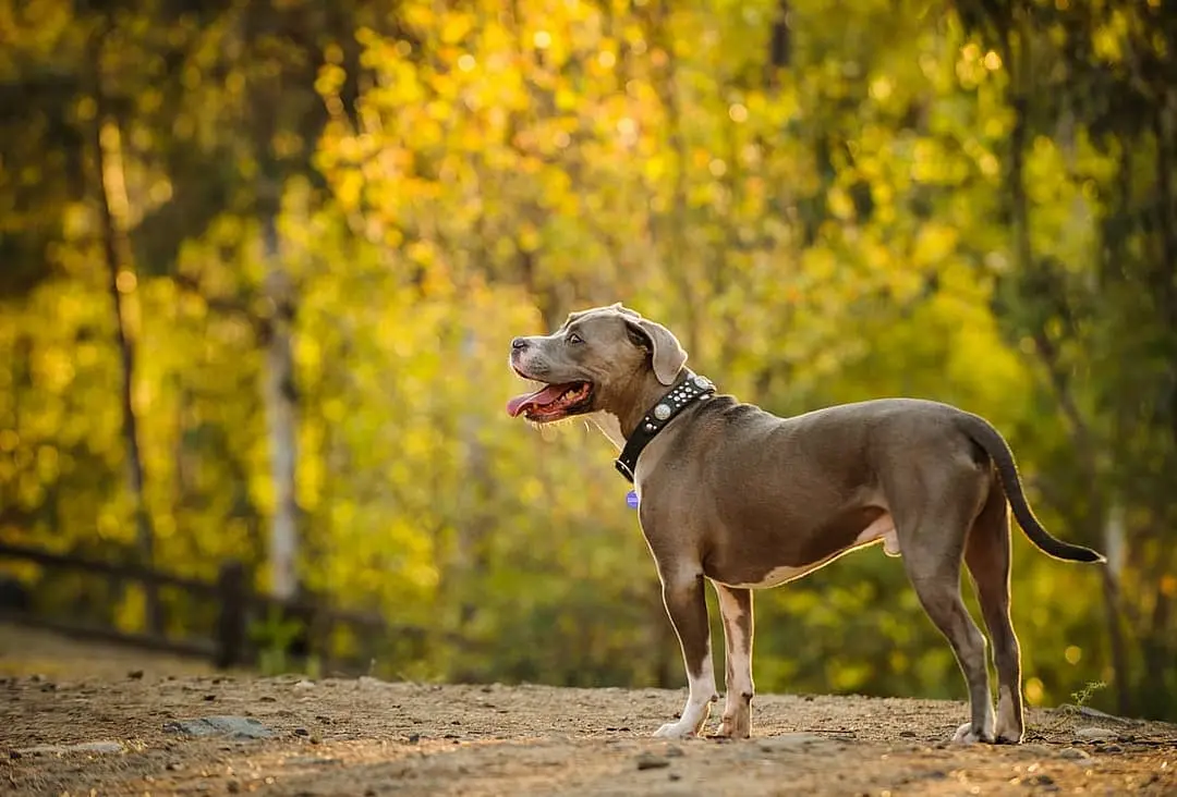 Pittbull Terrier with family