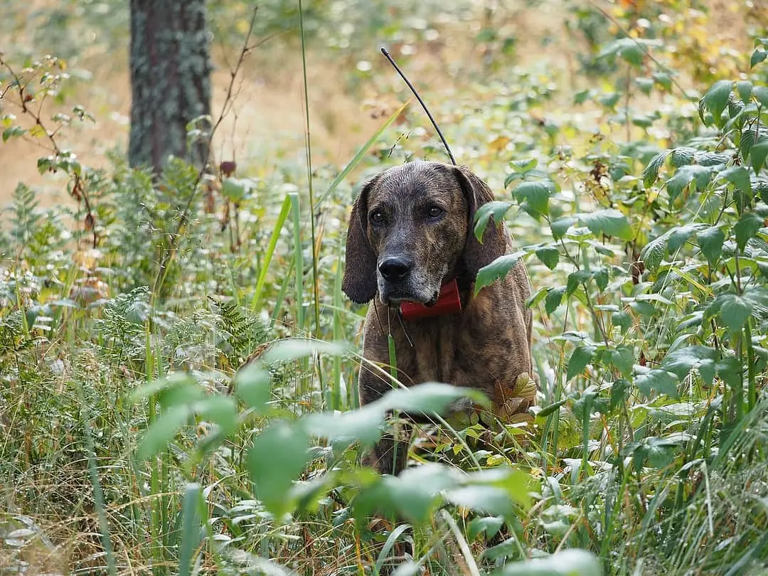 Plott Hound dog breed