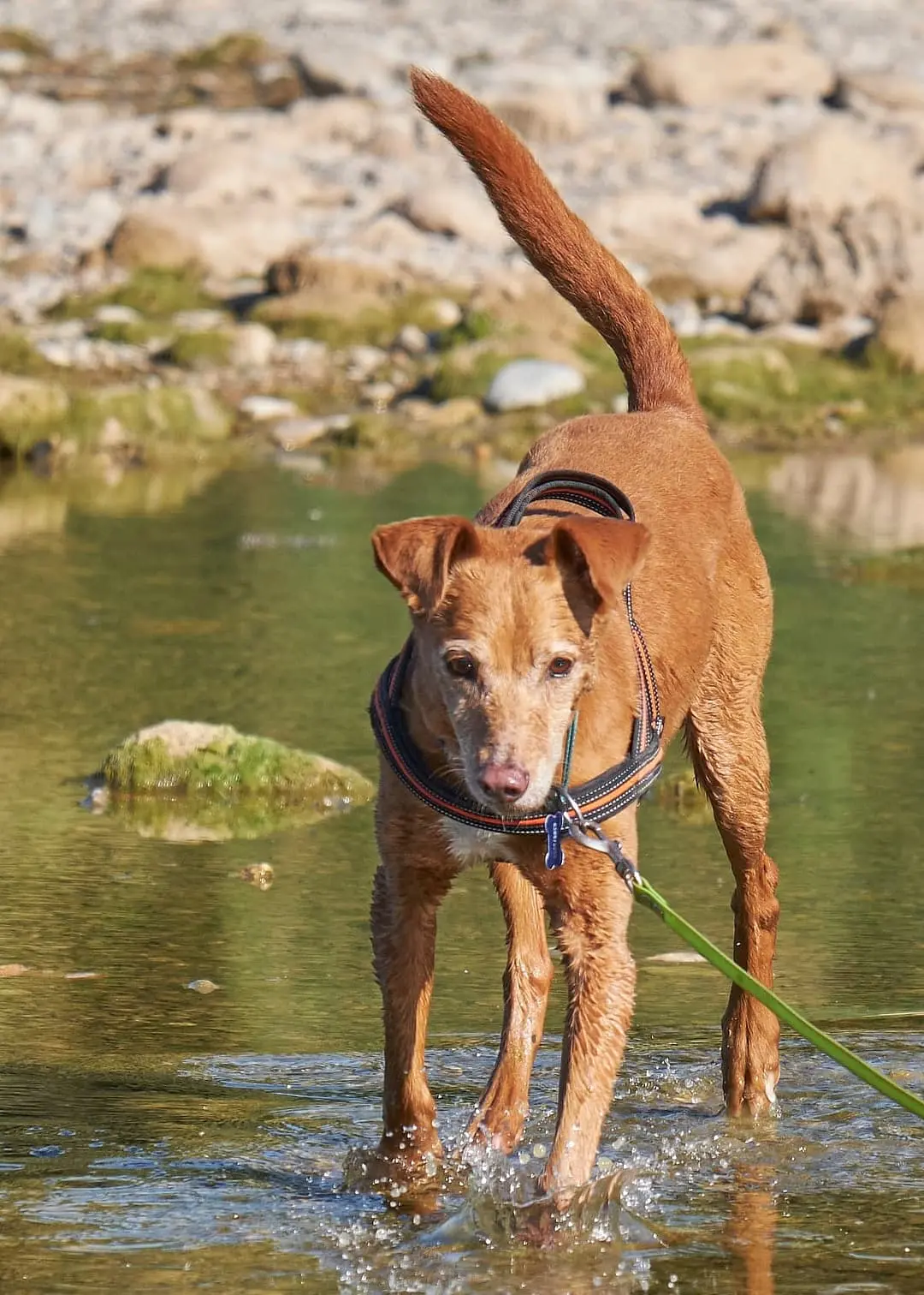 Podenco