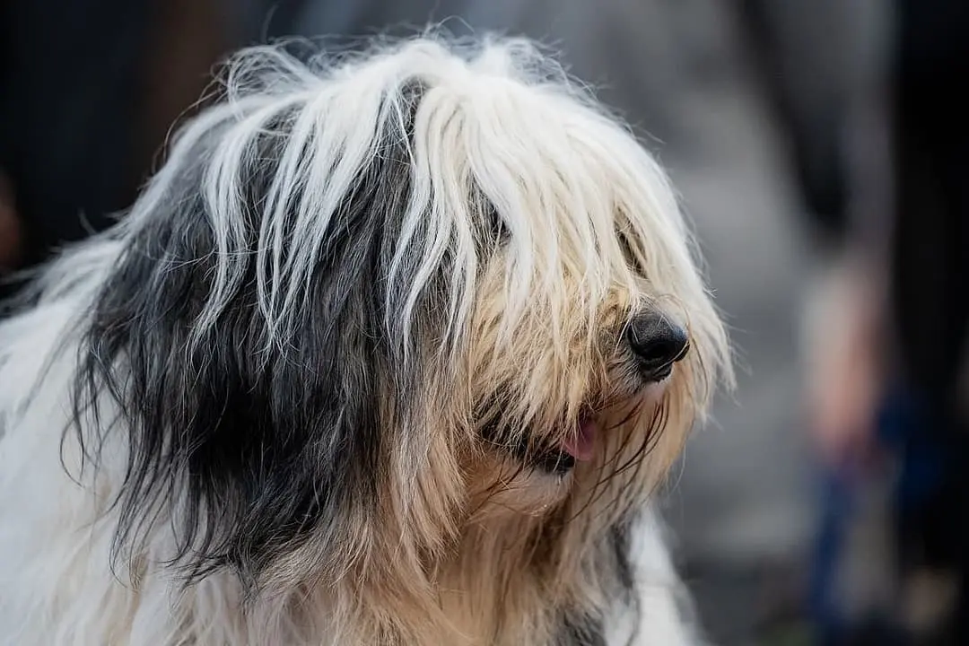 Polski Owczarek Nizinny dog breed