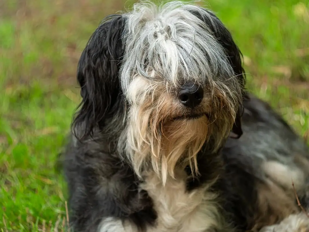 Polski Owczarek Nizinny