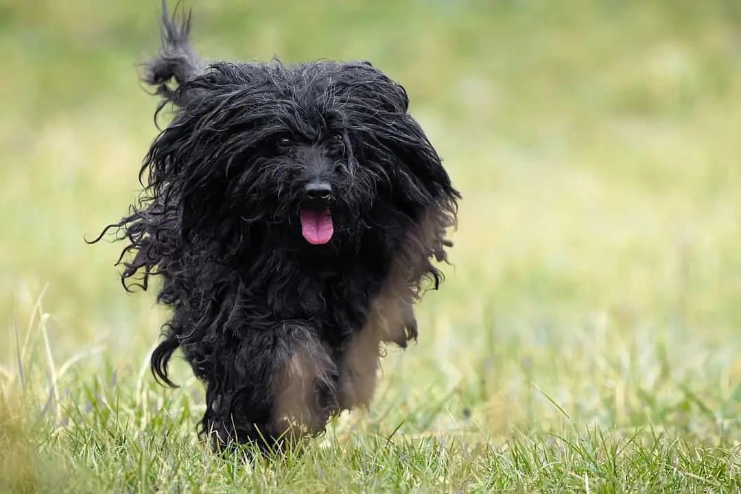 Puli dog breed