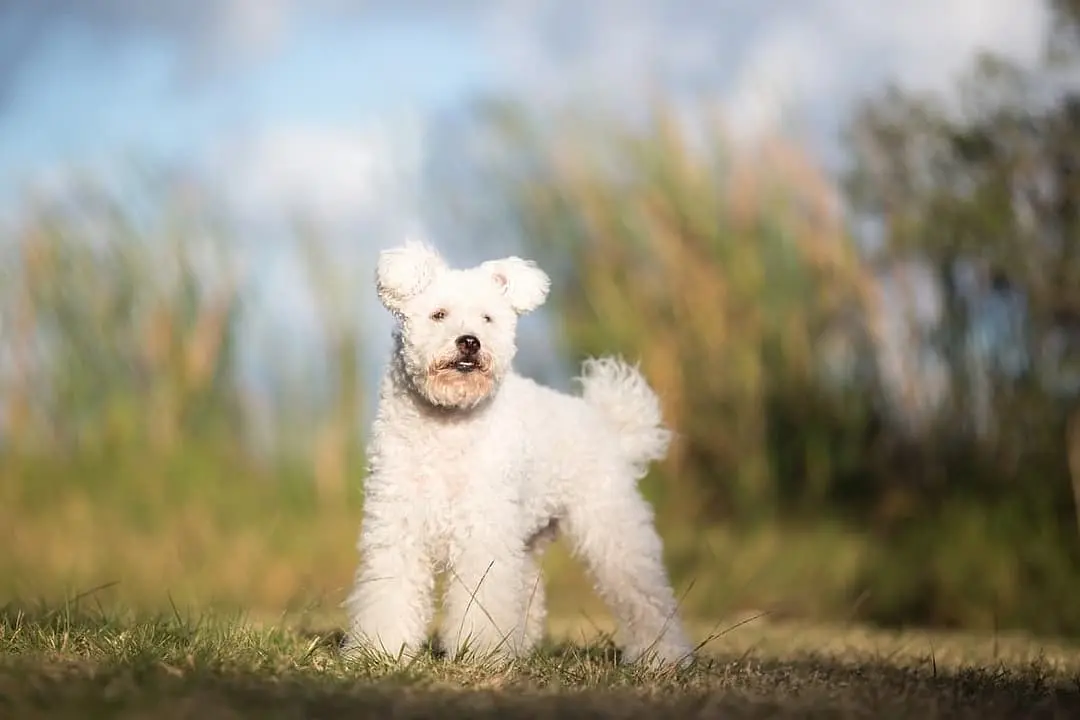 Pumi dog breed