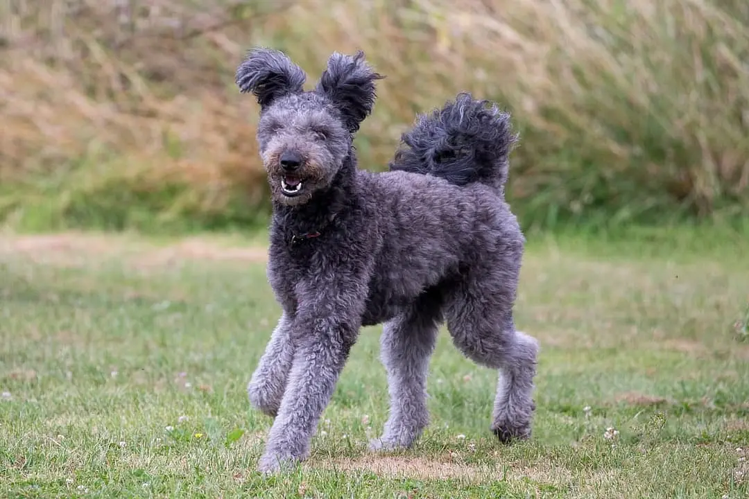 Pumi