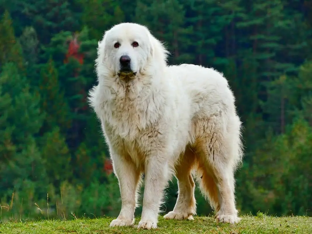 Pyreneese Berghond dog breed