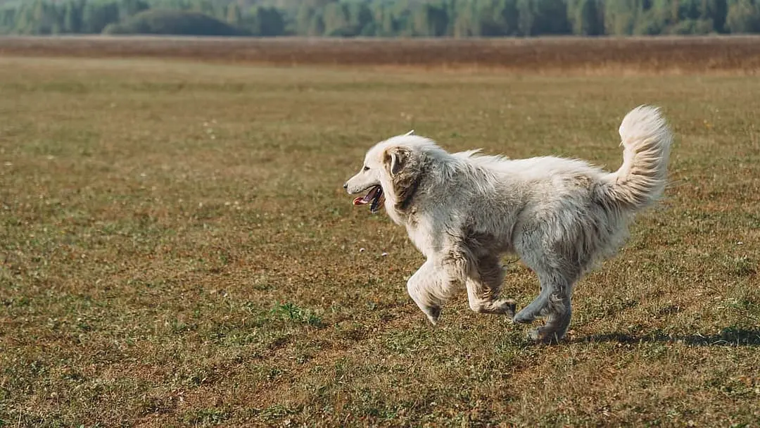 Pyreneese Berghond with family