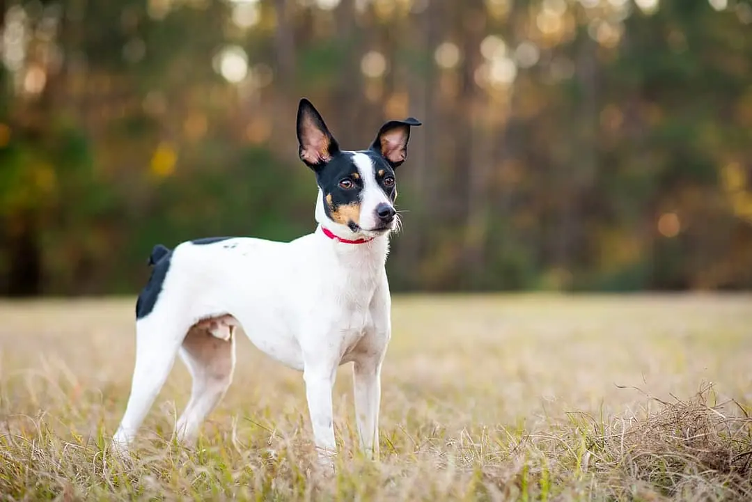 Rat Terrier