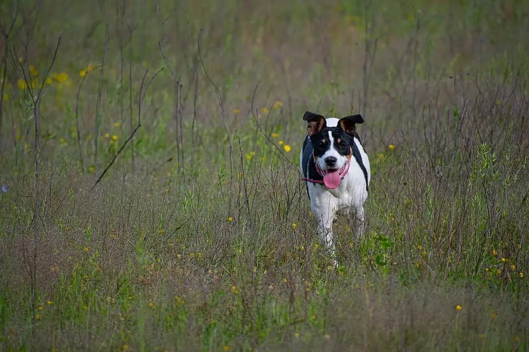 Rat Terrier playing