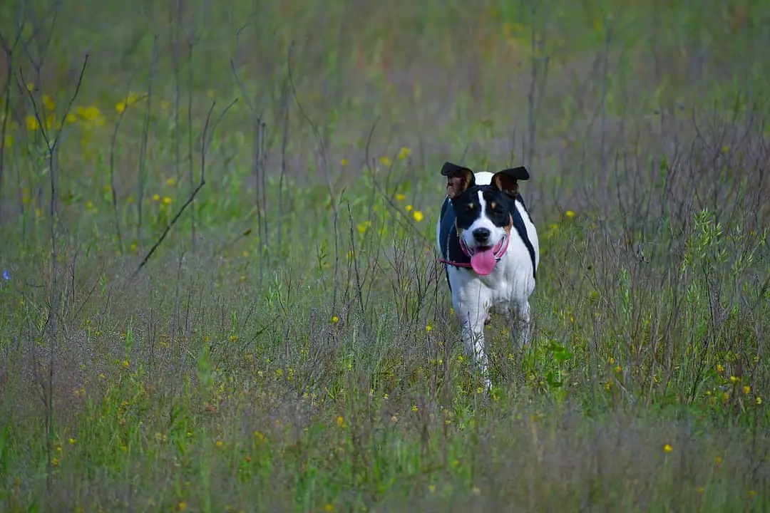 Rat Terrier with family