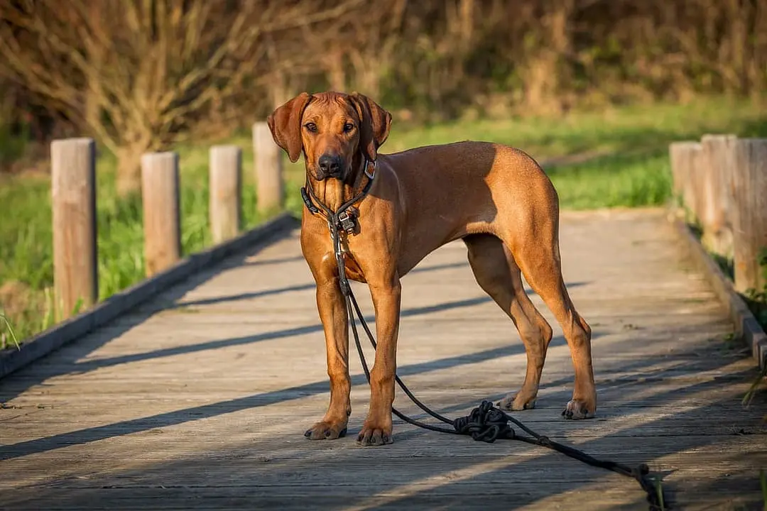 Rhodesian Ridgeback dog breed