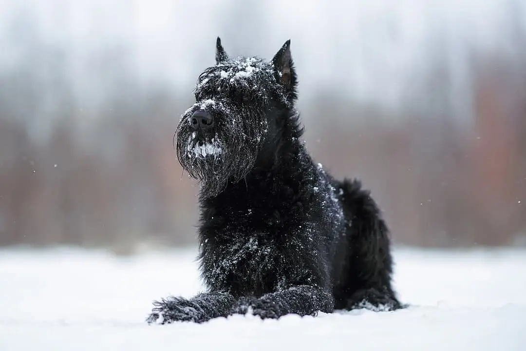 Riesenschnauzer playing