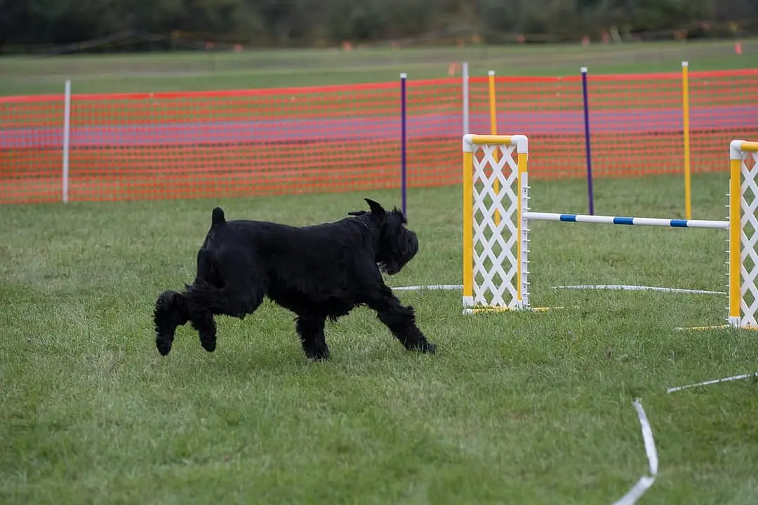 Riesenschnauzer with family