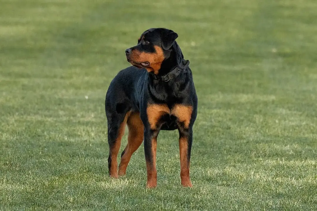Rottweiler dog breed
