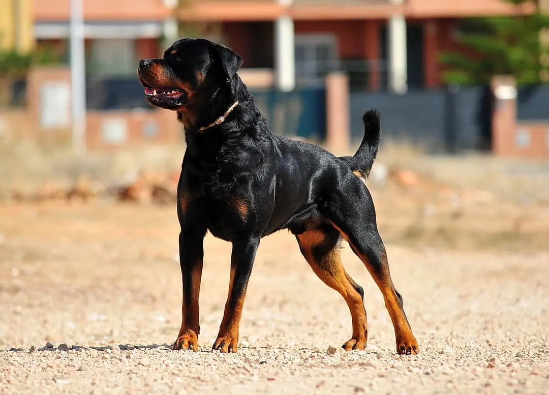 Rottweiler with family
