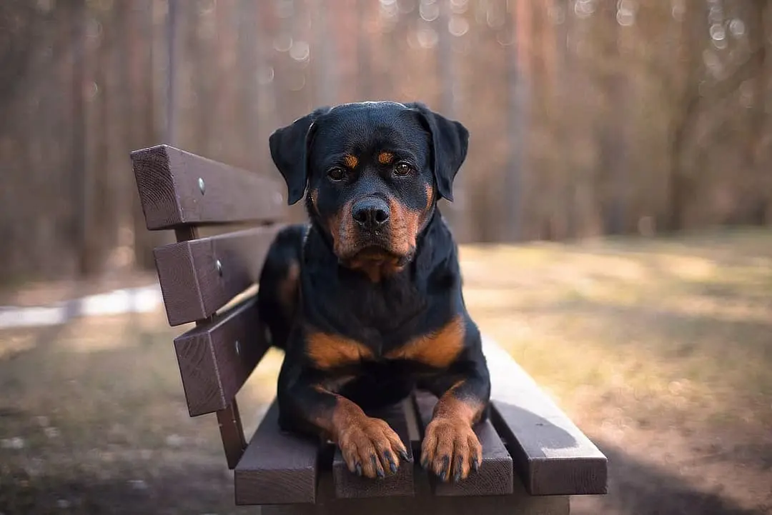 Rottweiler