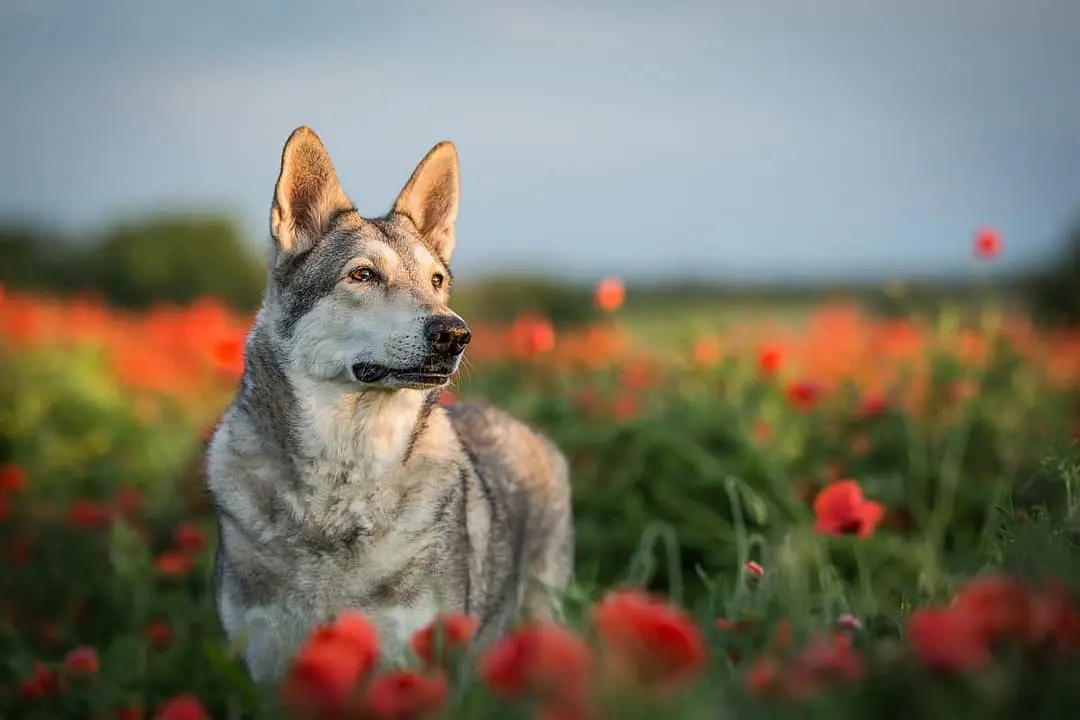 Saarlooswolfhond dog breed