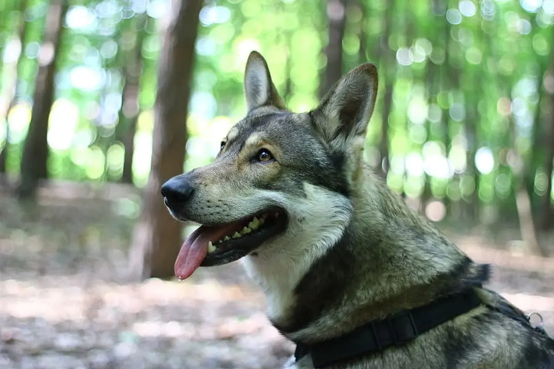 Saarlooswolfhond playing