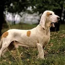 Sabueso Espa playing